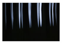 Ghost Pine Trees by François Berthillier