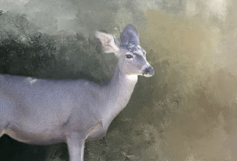 Graceful-mule-deer