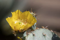 Amazing Golden Cactus Flower by Elisabeth  Lucas