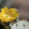 Amazing-golden-cactus-flower