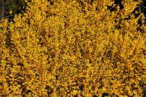 Forsythienbusch in voller Blüte  von assy