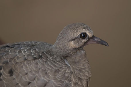 Juvenile-mourning-dove