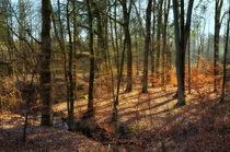 Herbstwald im Februar von Iris Heuer