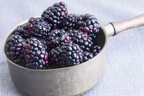 Blackberries by Elisabeth  Lucas