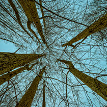Always Look Up by Colin Metcalf