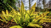 Hart's Tongue Fern by Colin Metcalf