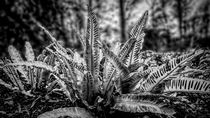 Hart's Tongue Fern in Mono by Colin Metcalf