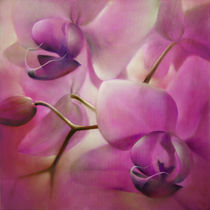 Orchideen by Annette Schmucker