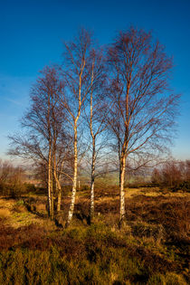 Silver Birches by Colin Metcalf