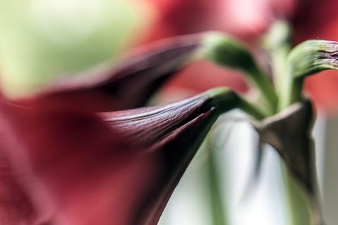 Blume-i-amaryllis