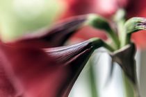 Blume I - Amaryllis by Michael Schulz-Dostal