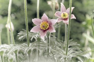 Blume-viii-kuhschelle