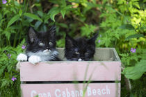 Maine Coon Kittens / 3 von Heidi Bollich