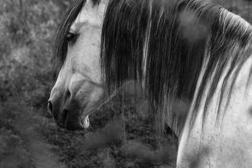 Pferde-hildesheimer-feldmark-13-monochrome