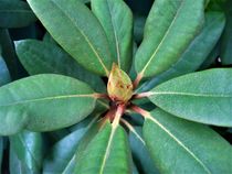 eine Rhododendron-Knospe entwickelt sich von assy