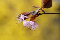 erste Blüten eines Pflaumenbaums by Frank  Kimpfel