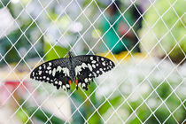 Schmetterling by urbanek-b