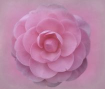 Soft Pink by CHRISTINE LAKE