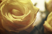 Gelbe Rosen von Petra Dreiling-Schewe