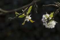 Kirschblüte von Petra Dreiling-Schewe