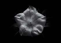 Backyard Flowers In Black And White 24 by Brian Carson