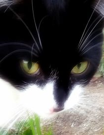 Pussy Cat von susanne-seidel