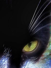 Katzen Augen  by susanne-seidel