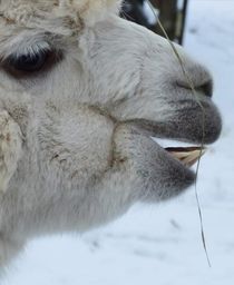 Alpaka im Schnee by susanne-seidel