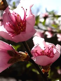 Pfirsich Blüte rosa von susanne-seidel