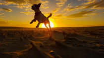 Hund am Strand von Timo Stollberg