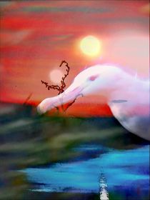 Albatross sunset fantastic  by susanne-seidel
