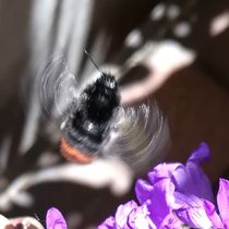 Bienchen im Flug  von susanne-seidel
