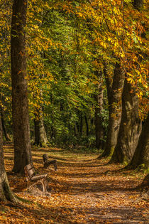Herbstwald by Simone Rein