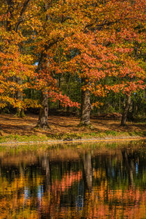 Herbstlicher Teich by Simone Rein