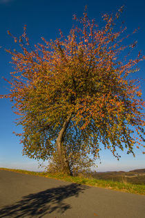Herbstlandschaft von Simone Rein