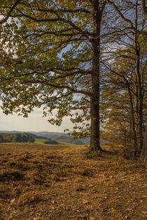 Herbstlandschaft by Simone Rein