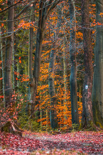 Herbstwald von Simone Rein