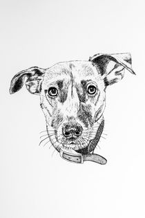 Jack Russell Terrier by Malc McHugh