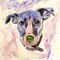 Jack-russell-colour