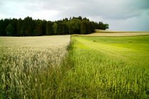Getreidefelder am Wald by smk