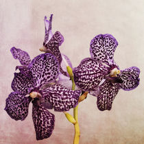 Orchidee von Heidi Bollich