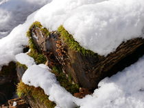 Schneebedeckte Holzstämme von Frederik Moeckel