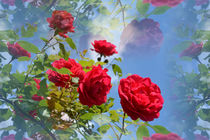 Rote Rosen von Claudia Evans