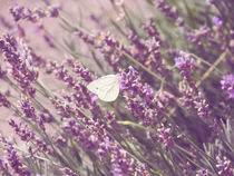 Butterfly / Schmetterling by vogtart