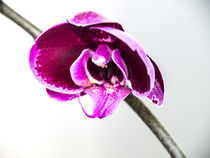 Orchidee pink von vogtart