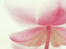 Orchidee zart by vogtart