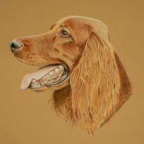 Red Setter - dog portrait by Malc McHugh