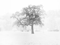 Tree - Baum minimalistisch by vogtart