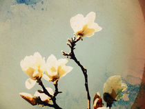 Magnolia Aquarell by vogtart