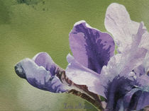 Iris Aquarell von vogtart